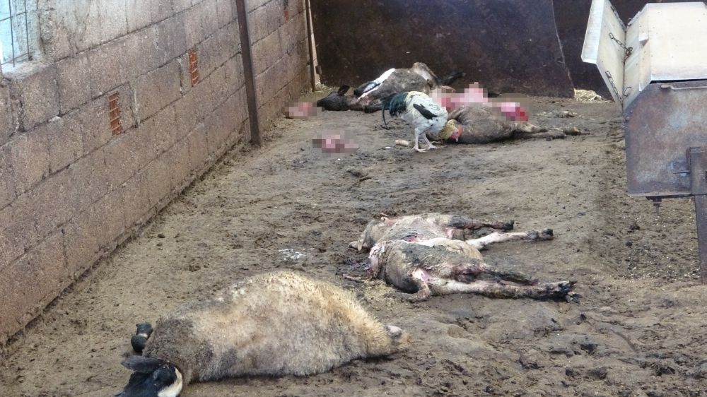 Manavgat 'ta aç kalan kurt sürüsü ağıldaki koyunlara saldırdı: 15 koyun telef oldu
