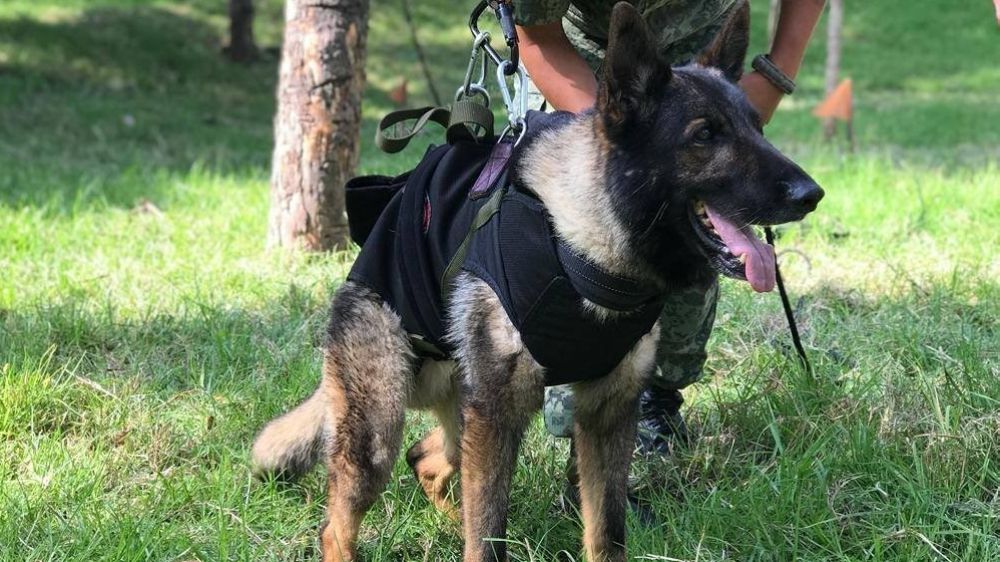 Meksika’nın kahraman köpeği Proteo’nun ismi Çanakkale’de bir parka verildi