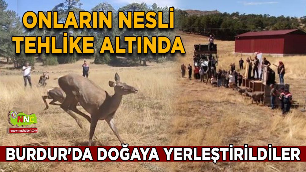 Nesli tehlike altında olan kızıl geyikler Burdur'da doğaya yerleştirildi