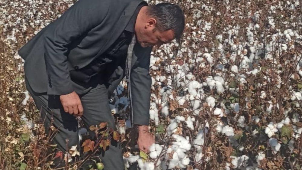 Pamuk hasadı tüm hızıyla devam ediyor 