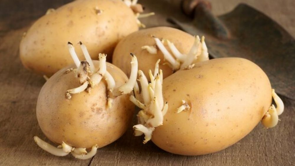 Patatesin filizlenmesini önlemenin yolları