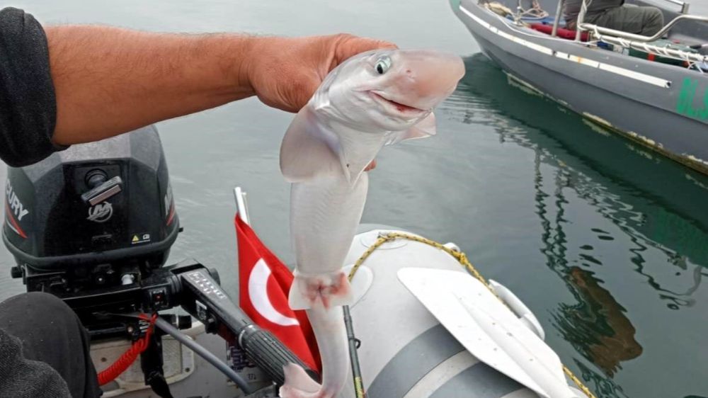 Samsun’da balıkçıların oltasına  sevimli köpek balığı takıldı