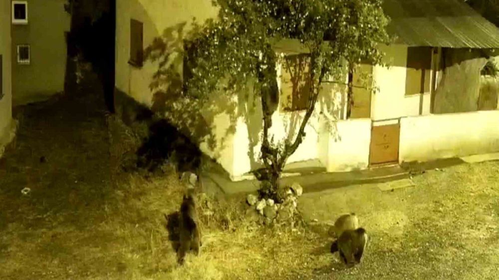 Sivas’ta aç kalan ayılar köye inip ağaçlara dadandılar