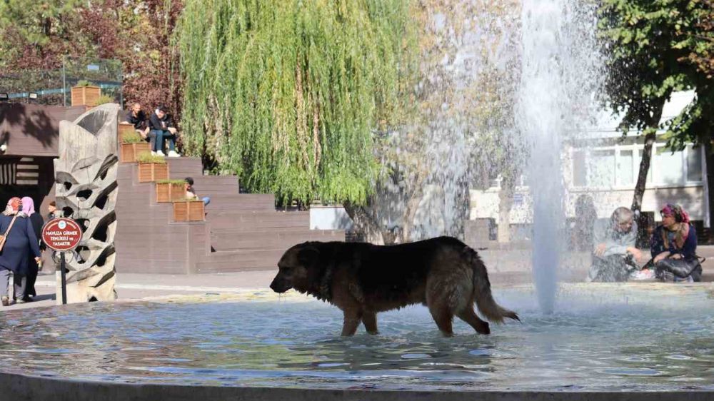 Sokak köpeği süs havuzuna girip kana kana su içti