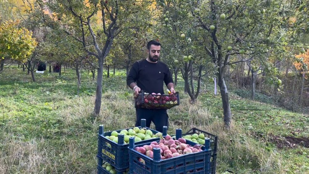 Tatvan’da elma hasadı başladı