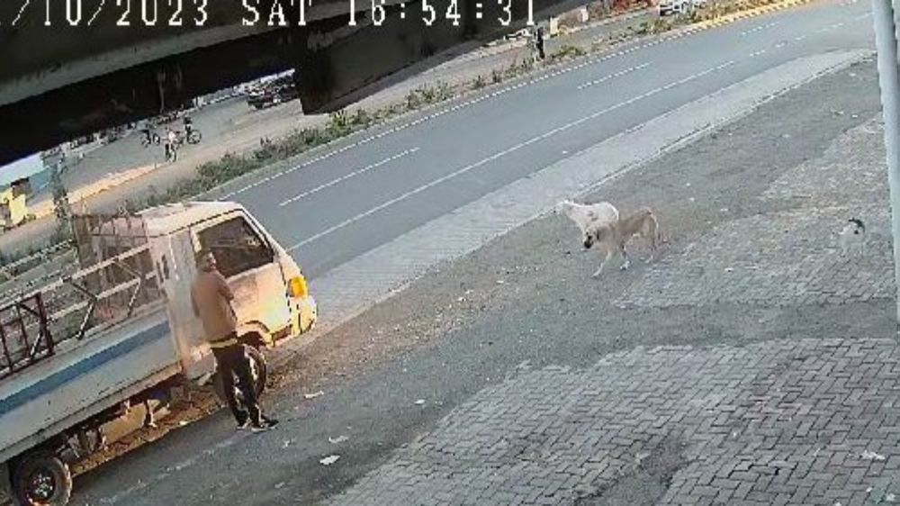 Yemeğini paylaşmayan kedi köpeklere kafa tuttu