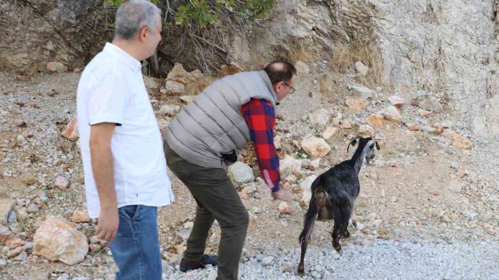 Alanya’da tedavi edilen yaralı keçi  iyileşti