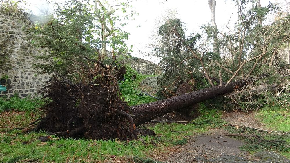 Asırlık ağaçlar şiddetli fırtınaya dayanamadı
