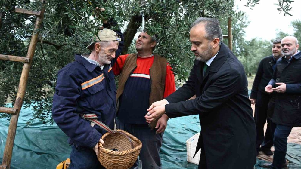 Bursa'da zeytin hasadı başladı 