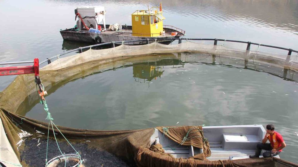 Çat Barajı soğuk suyu ile kafes balıkçılığının vazgeçilmez yeri 