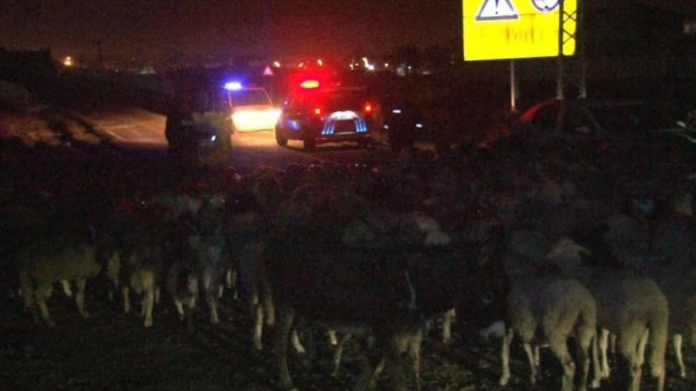 Edirne'de fedakar polisler çobanlık yaptı 