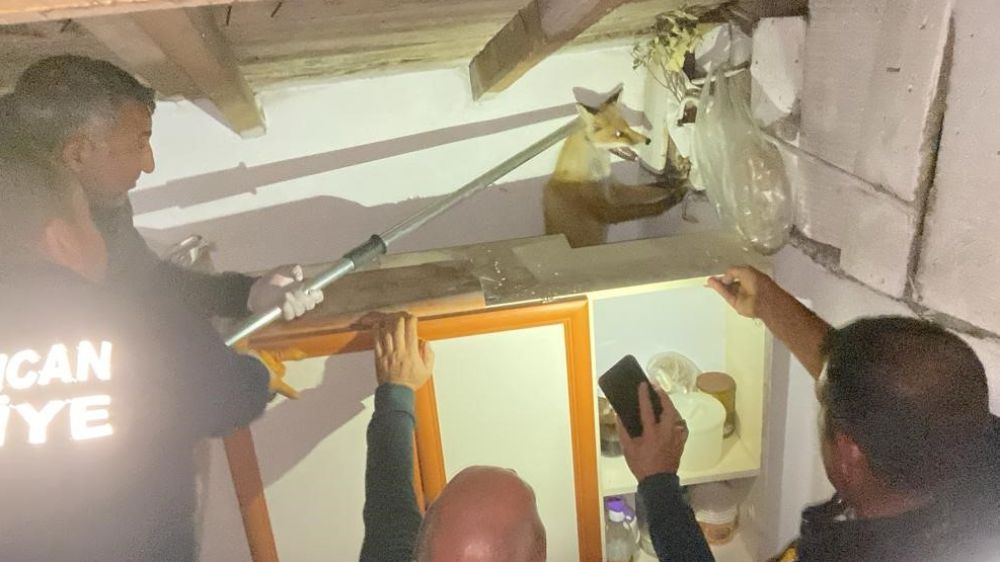 Erzincan'da apartmanın çatısında mahsur kalan tilkiyi itfaiye kurtardı