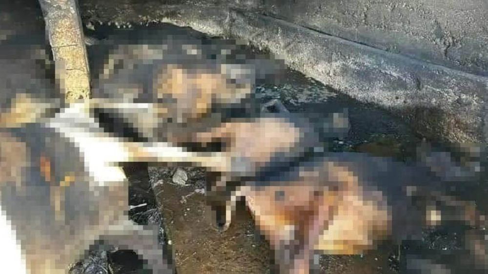 Ev yangınında 12 hayvan zehirlenerek öldü 