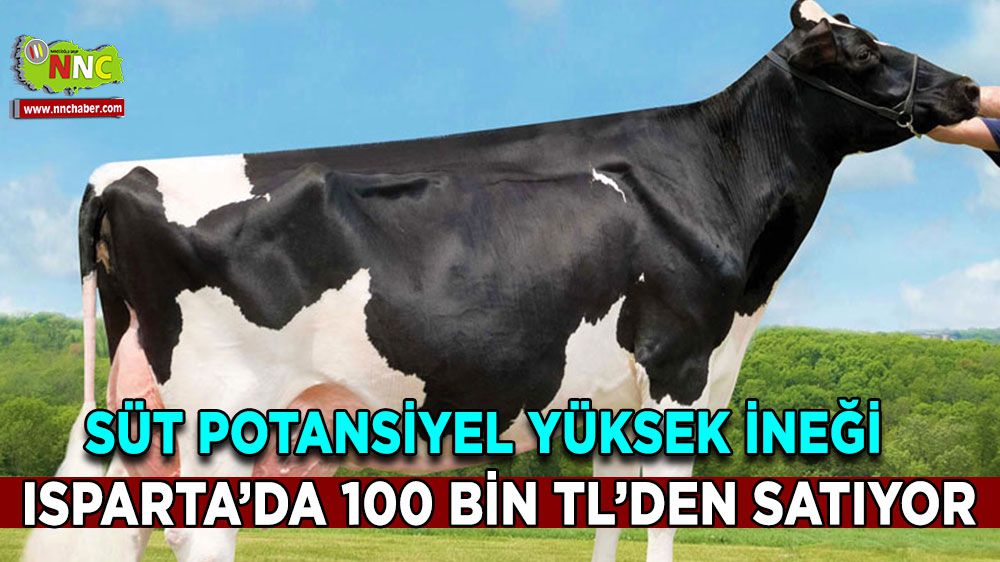 Isparta'da 40 kilograma yakın süt veren inek satılık