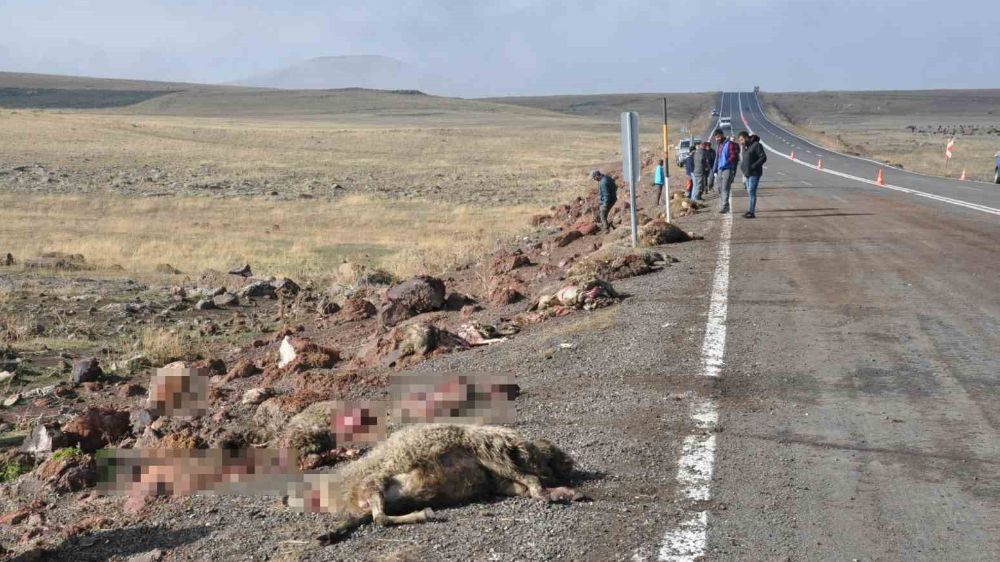 Kars’ta tur minibüsü koyun sürüsüne çarptı; 25 koyun telef oldu