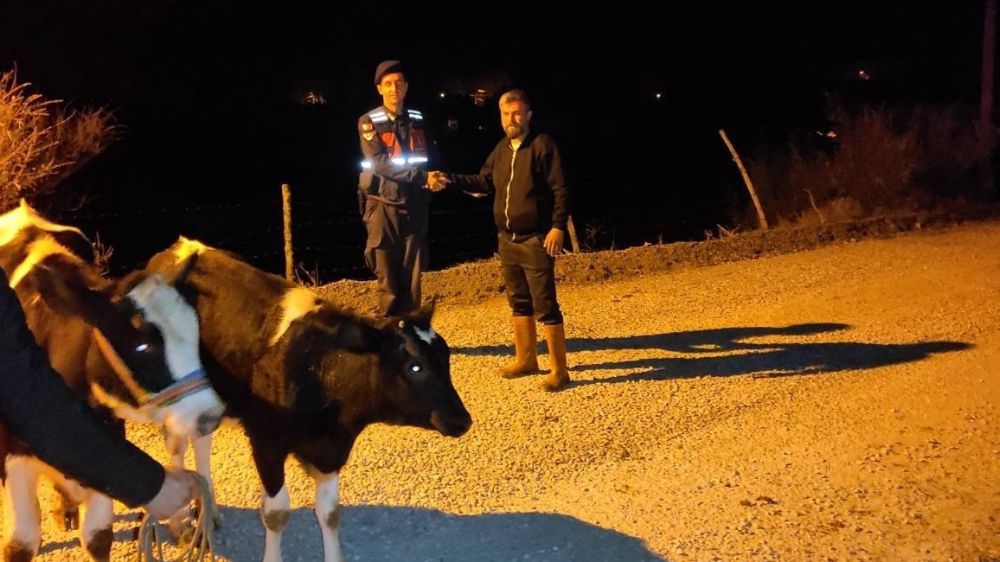 Kaybolan inekler jandarma yardımıyla kısa sürede bulundu 