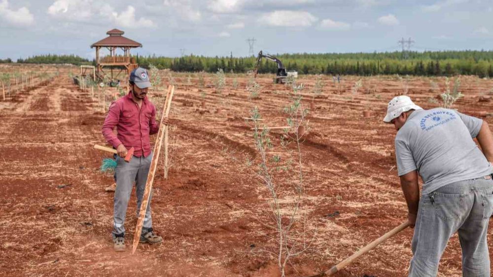 Kepez’e 30 bin zeytin fidanı projesi