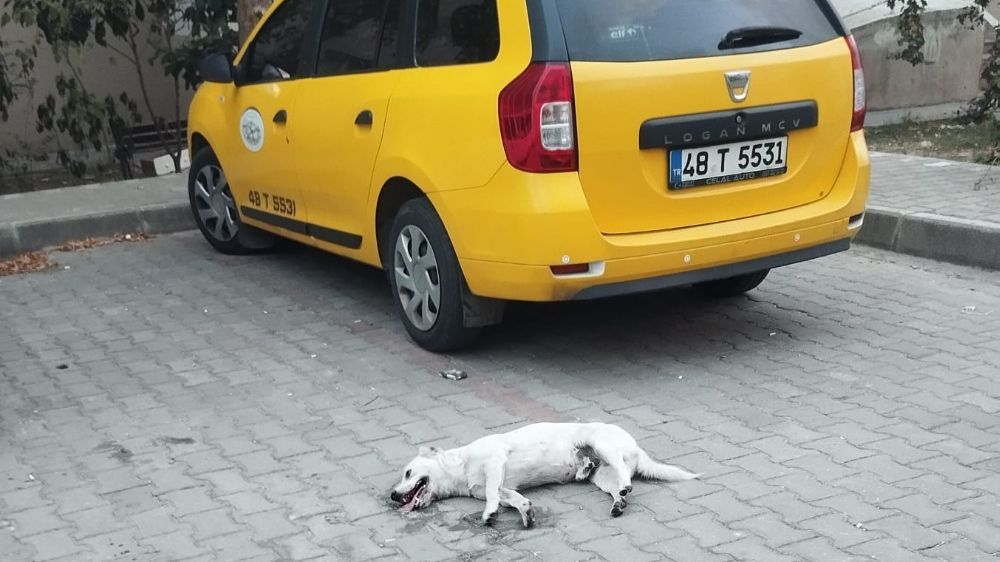 Milas’ta köpeğin zehirlendiği iddiası mahalle sakinlerini ayağa kaldırdı
