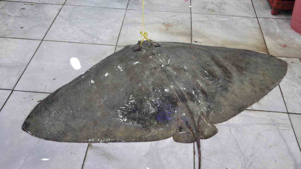 Muğla’da dev vatoz balığı yakalandı