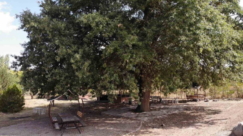Nevşehir'de 700 yıllık meşe ağacı tescillendi