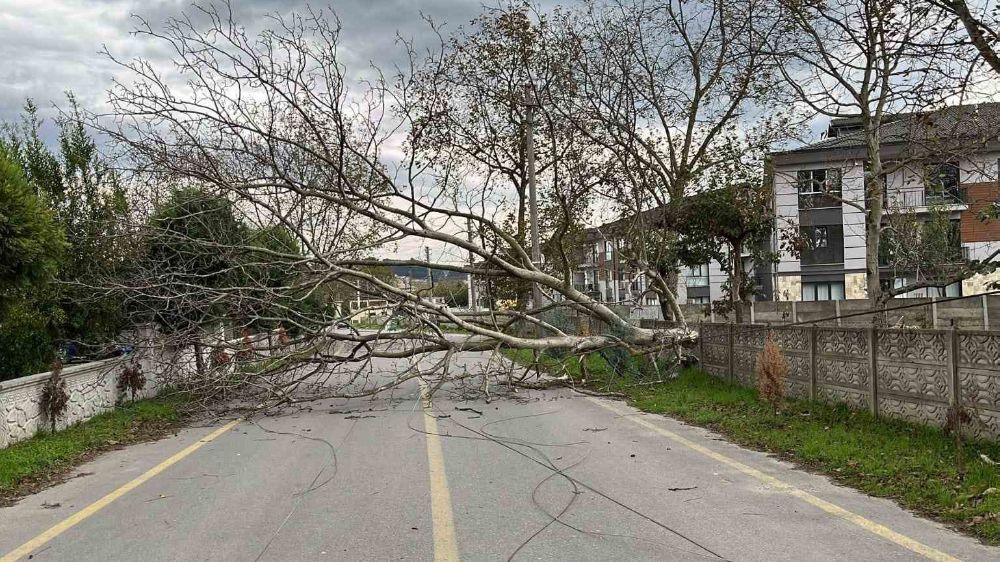 Sapanca'da şiddetli rüzgar ağacı devirdi, ulaşıma kapandı