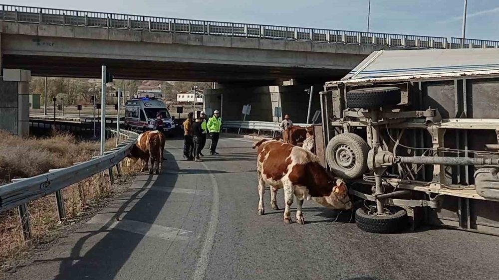 Sivas'ta kamyonet devrildi, sürücü yaralandı hayvan telef oldu