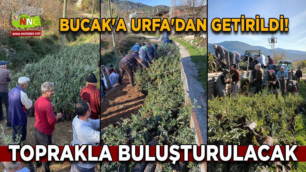 8700 adet Gemlik zeytin fidanı Bucak'ta