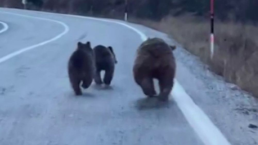 Anne ayı ve yavruları yolda görüntülendi