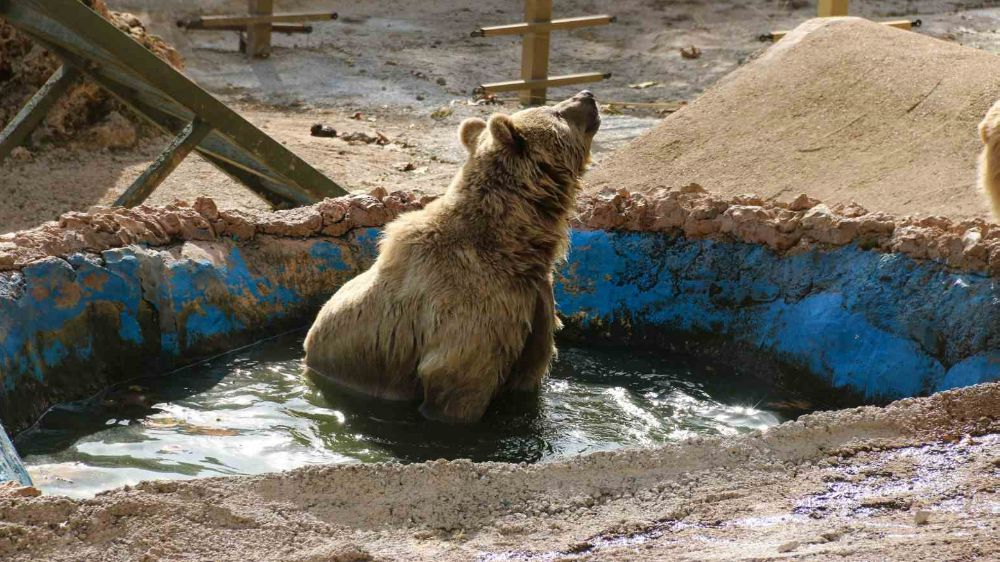 Antalya'da ayılar kış uykusuna yatamadılar ama keyif yaptılar