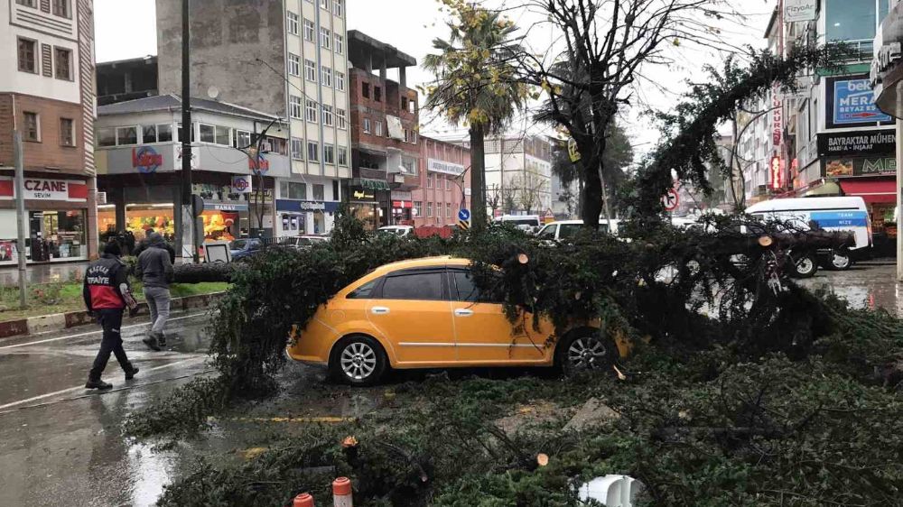Ardeşen'de Fırtına Faciası: Devrilen Ağaç Taksilere Maddi Hasar Bıraktı