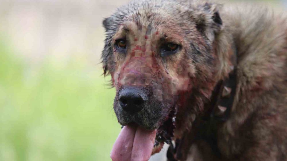 Avukat Akpınar: Sahipli Köpek Saldırısı Silahla Tehdit Suçu Olabilir