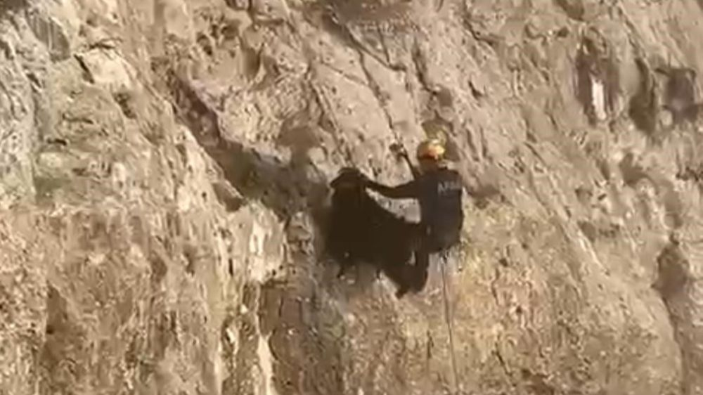 Batman'da 4 gündür kayalıklarda mahsur kalan keçiler kurtarıldı 