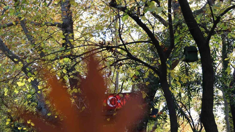  Dağılcak Tabiat Parkı'nda Ağaçlar Renk Cümbüşü Oluşturuyor