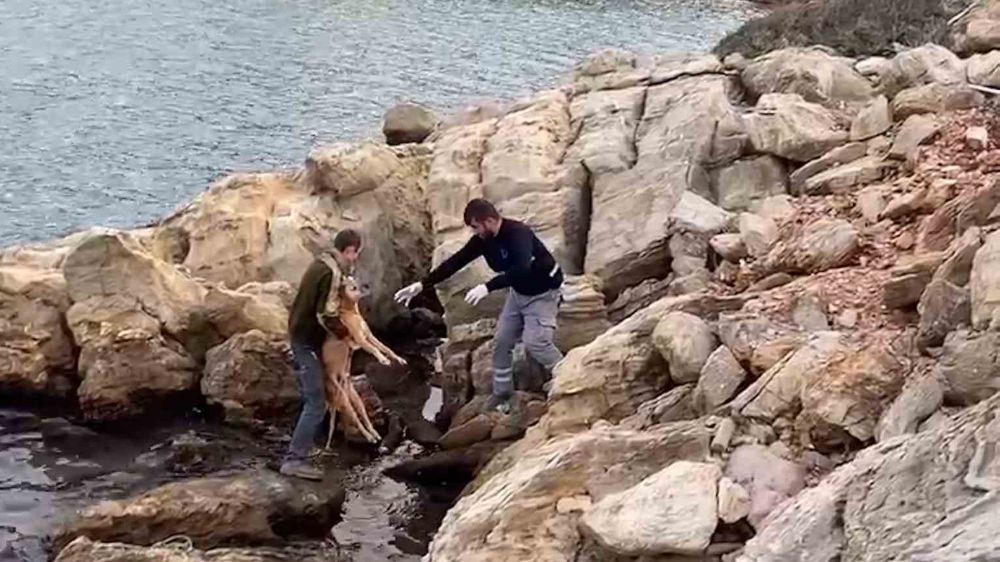 Denize düşen köpeğin yardımına belediye ekipleri koştu 