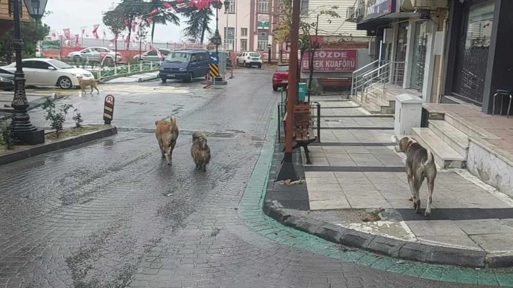 Depremden hemen sonra sokakta gezen köpekler dikkat çekti