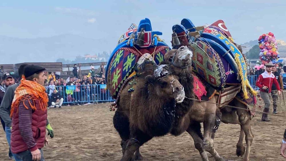 Deve güreşi kültürü için 4. Yörük Türkmen Şenliği
