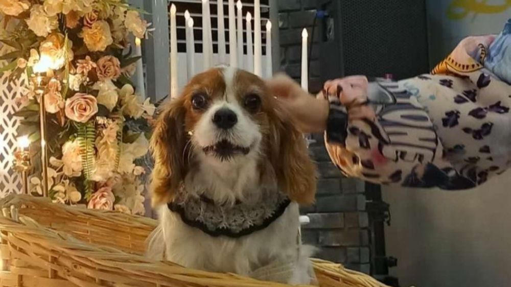 Düzce’de bir kadın Köpeğinin doğum gününü böyle kutladı