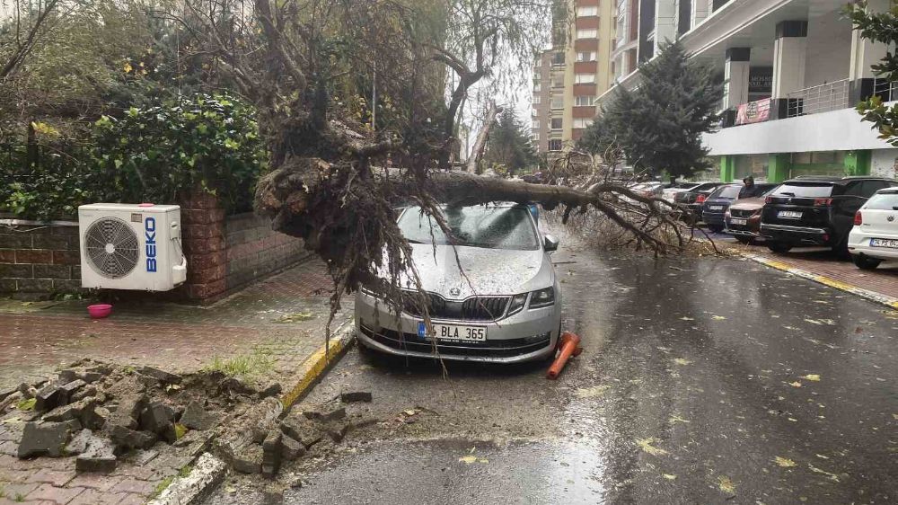 İstanbul'da yolda yürüyen kadına ağaç devrildi