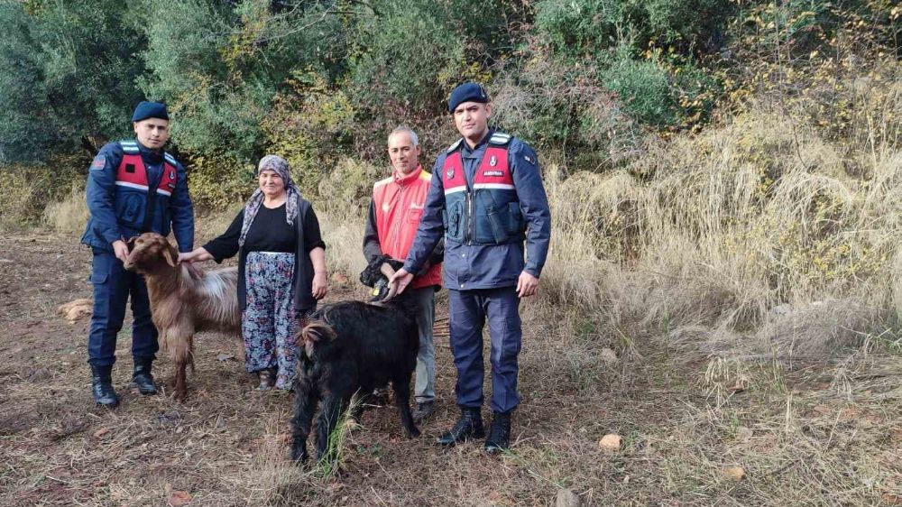 Jandarma kayıp keçileri kısa sürede buldu 