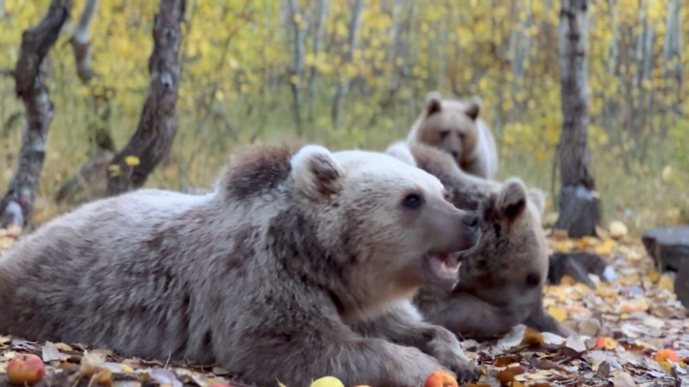 Kış uykusuna yatmayan ayılar bilim dünyasını endişelendirdi