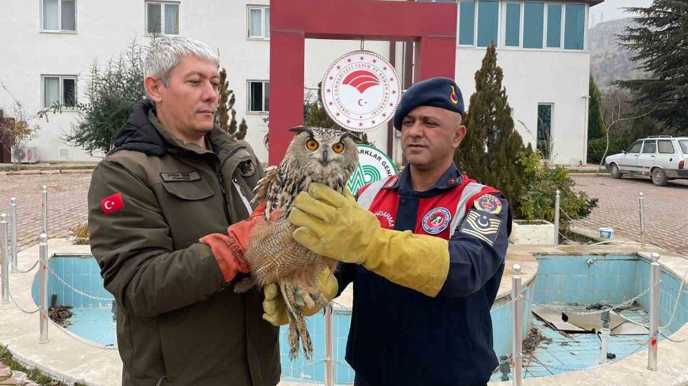 Malatya’da yaralı baykuş koruma altına alındı