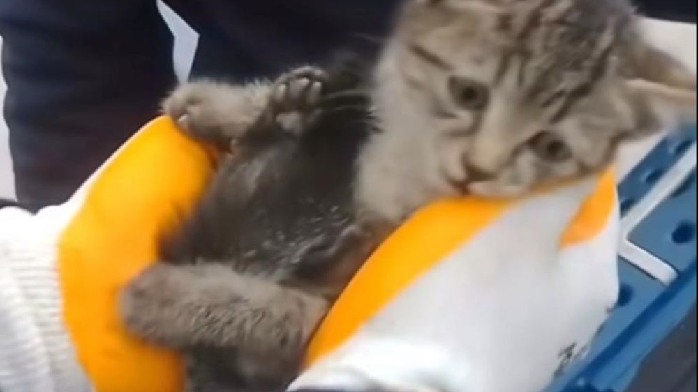 Minik kedinin kurtarılma anı kameralara yansıdı
