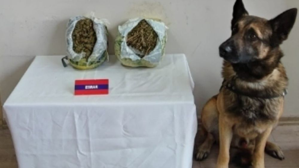 Nar kasalarına uyuşturucu sakladı narkotik köpeği yakaladı