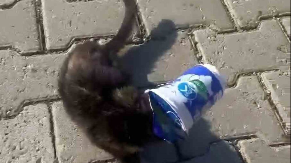 Siirt’te kafasını ayran kutusuna sıkıştıran yavru kedi kurtarıldı