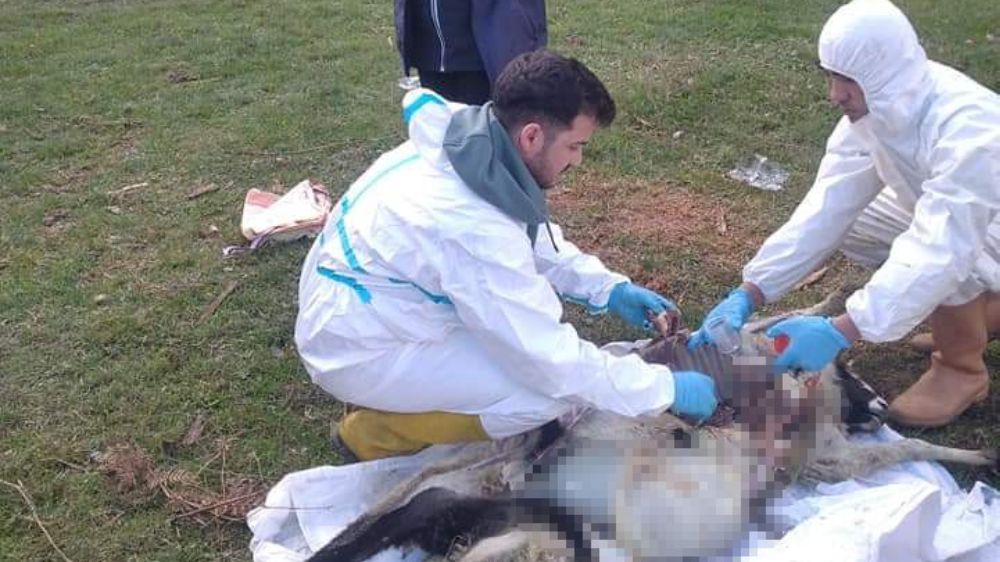 Sinop'ta Koyunlar da Yaşanan Ölümler Şüphe Yaratıyor
