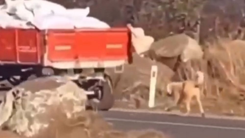 Siverek'te İnsanlık Dışı Muamele: Köpeği Römorka Bağlayan Şahsa Para Cezası
