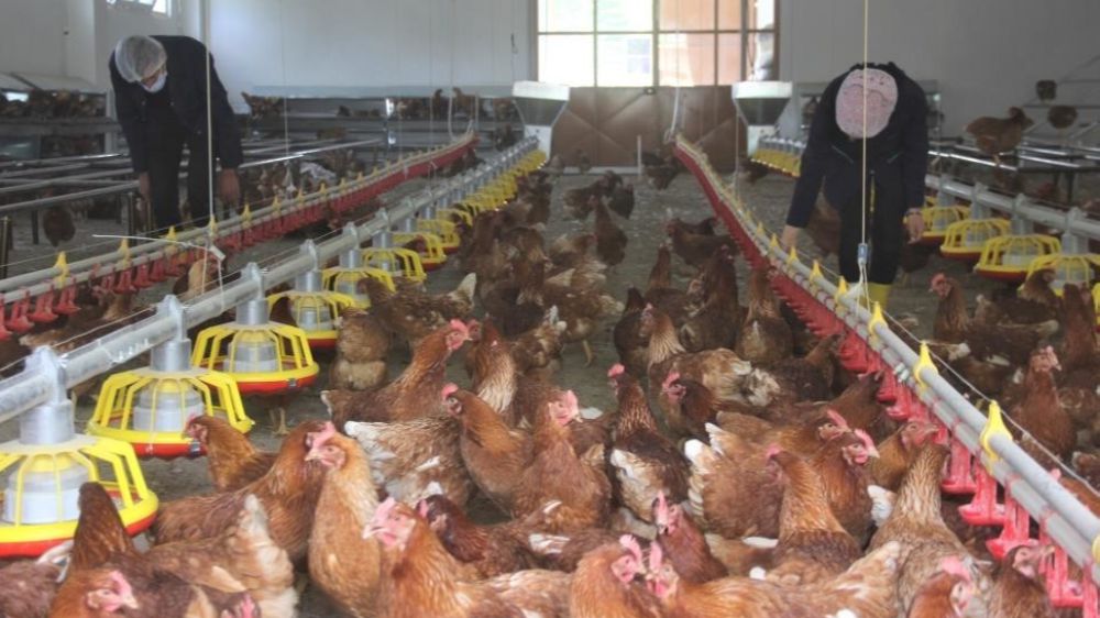 TÜİK verilerine göre tavuk eti üretimi arttı