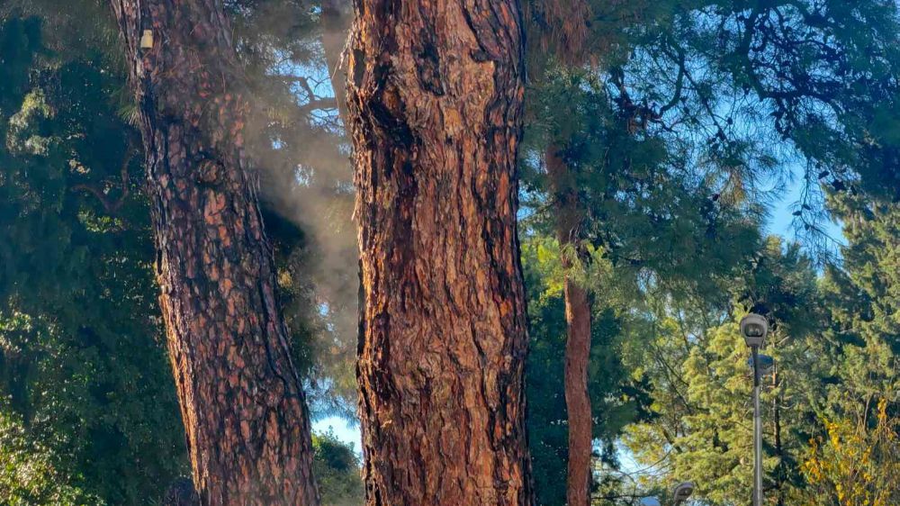 Yağmur sonrası, ağaç buharlaştı