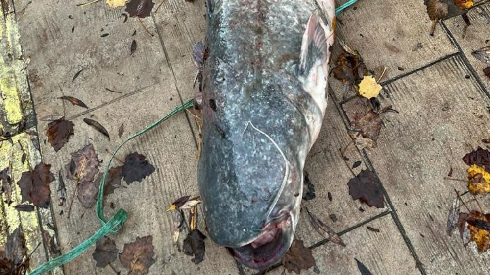 Yeşilırmak Nehri’nde 1,5 metre 30 kilo yayın balığı yakaladı