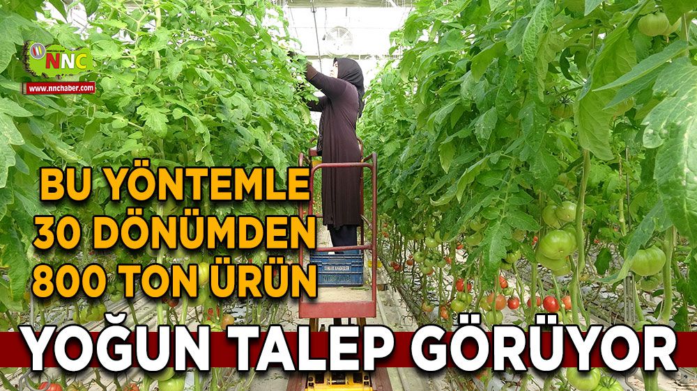 Yozgat'ta Bu yöntemle 4 mevsim domates bereketi Dönüm başına neredeyse 30 ton ürün